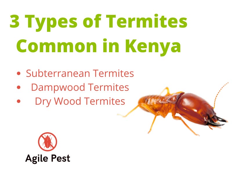 typest of termites in kenya