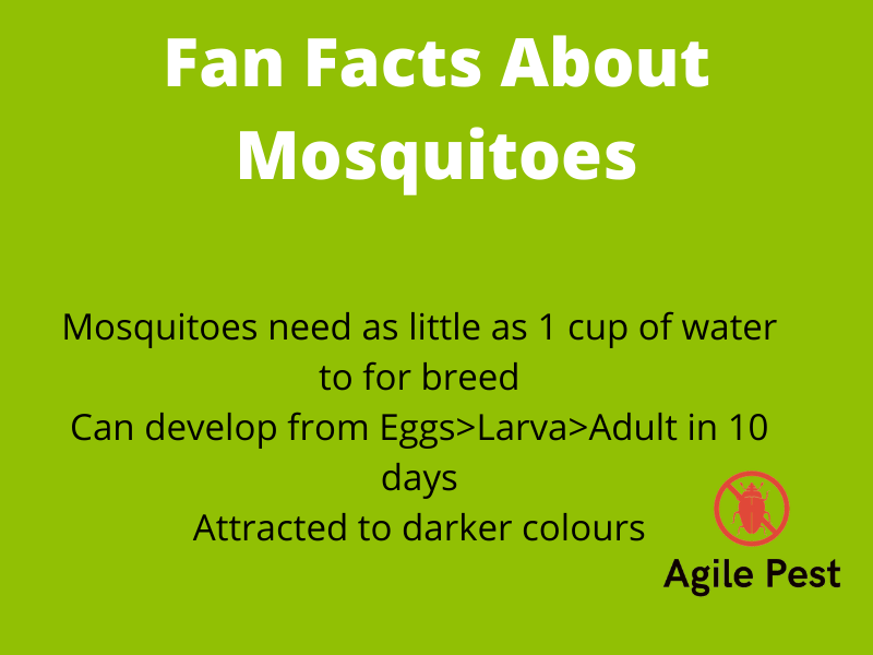 Mosquito facts