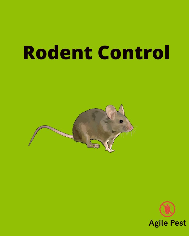 rat control services