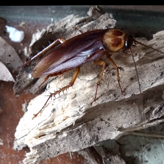 cockroach - one of the top household pests in Kenya