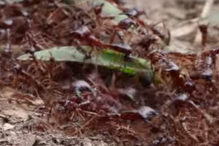 Safari Ants