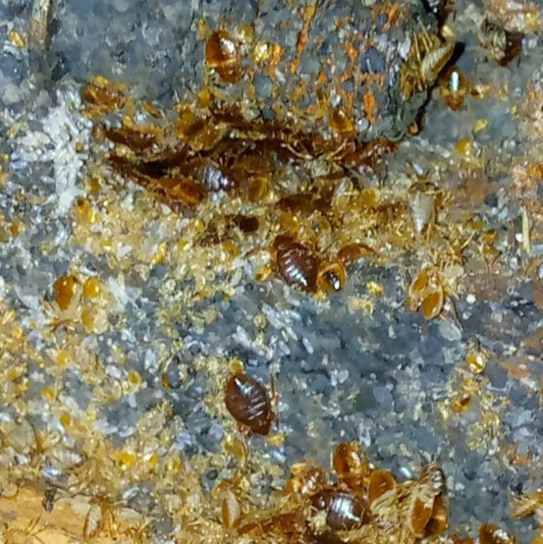 How to identify bed bugs and how to get rid of them Agile Pest