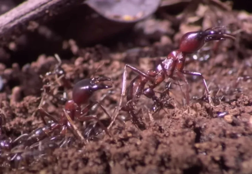 safari ants - agile pest control Kenya