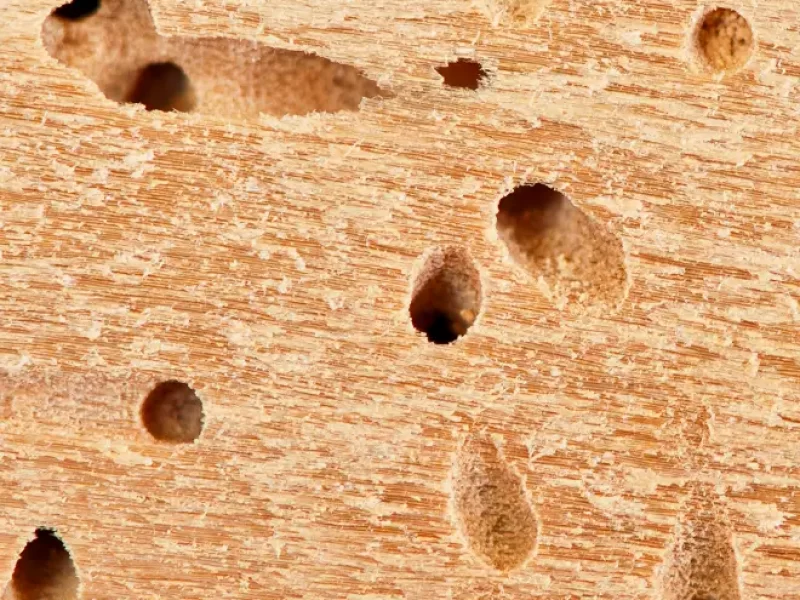 termites holes westlands